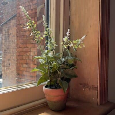 Image of a beautifully faux potted Salvia White plant, featuring lifelike leaves and delicate white blooms. set against an old wooden window